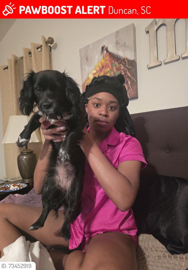 Lost Female Dog last seen Escavera Subdivision, Duncan, SC 29334