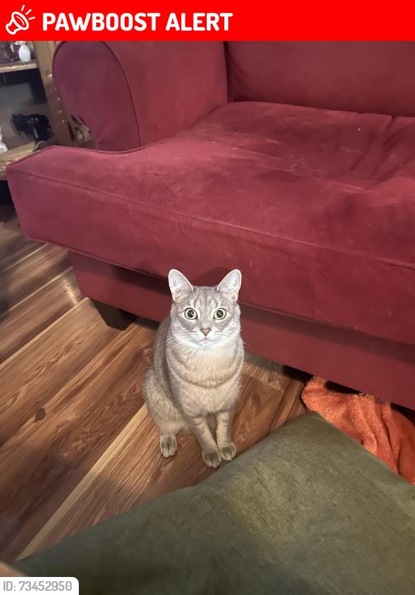 Lost Male Cat last seen Southview dr, Rockingham County, VA 22802