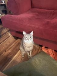Lost Male Cat last seen Southview dr, Rockingham County, VA 22802