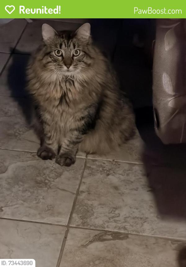 Reunited Male Cat last seen cvs by route 30, Chicago Heights, IL 60411