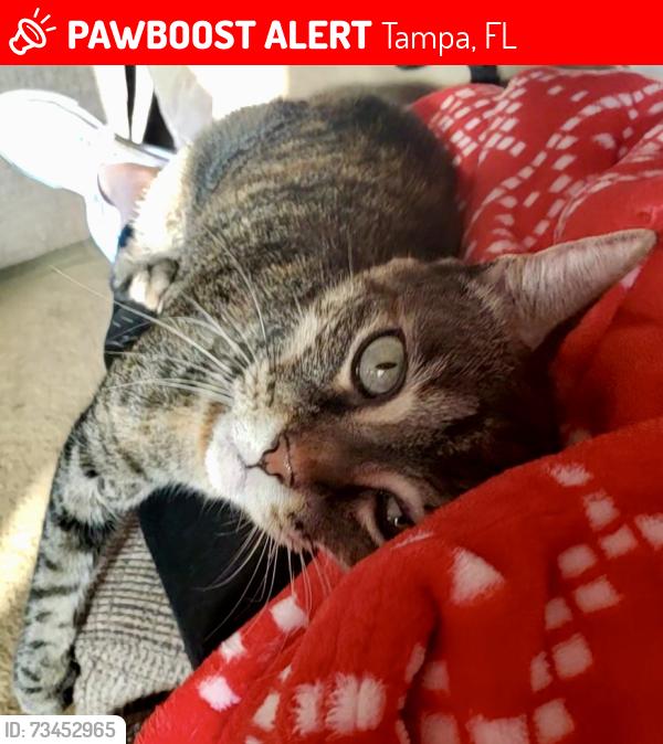 Lost Female Cat last seen Lakeshore Villas, Tampa, FL 33613
