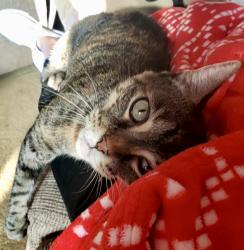 Lost Female Cat last seen Lakeshore Villas, Tampa, FL 33613