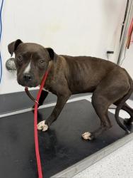 Shelter Stray Male Dog last seen Rusting / Seminary Onramp, Oakland,, 1101 29th Ave, Oakland, CA 94601, USA