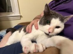 Shelter Stray Male Cat last seen Near E Preston St., 21202, MD, 2490 Giles Rd, Baltimore, MD 21225, USA