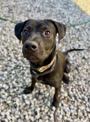 Shelter Stray Male Dog last seen River Rd/Krista Ln, 30034, GA, 3280 Chamblee Dunwoody Rd, Chamblee, GA 30341, USA