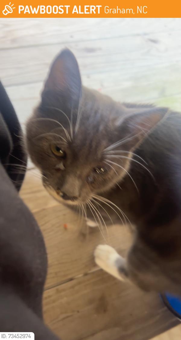Found/Stray Unknown Cat last seen Pines apmts, Graham, NC 27253