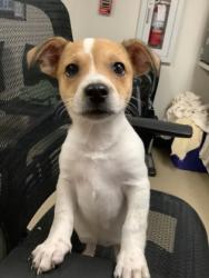 Shelter Stray Female Dog last seen Near Wispy Creek, West District, TX, 355 Hillshire Dr, Haslet, TX 76052, USA
