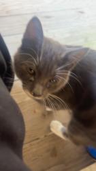 Found/Stray Unknown Cat last seen Pines apmts, Graham, NC 27253