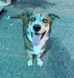 Shelter Stray Male Dog last seen Near Druid Valley Dr NE, 30329, GA, 3280 Chamblee Dunwoody Rd, Chamblee, GA 30341, USA