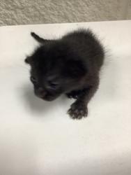 Shelter Stray Male Cat last seen Near westhaven dr, West District, TX, 355 Hillshire Dr, Haslet, TX 76052, USA