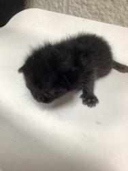 Shelter Stray Male Cat last seen Near westhaven dr, West District, TX, 355 Hillshire Dr, Haslet, TX 76052, USA