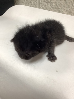 Shelter Stray Male Cat last seen Near westhaven dr, West District, TX, 355 Hillshire Dr, Haslet, TX 76052, USA