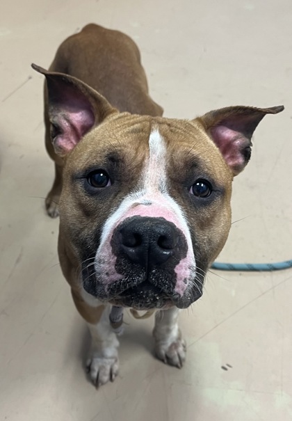 Shelter Stray Male Dog last seen , , GA, 3280 Chamblee Dunwoody Rd, Chamblee, GA 30341, USA
