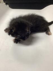 Shelter Stray Female Cat last seen Near westhaven dr, West District, TX, 355 Hillshire Dr, Haslet, TX 76052, USA
