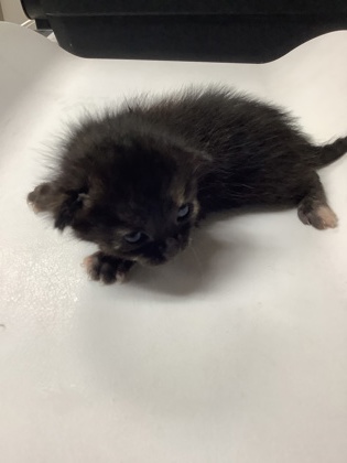 Shelter Stray Female Cat last seen Near westhaven dr, West District, TX, 355 Hillshire Dr, Haslet, TX 76052, USA