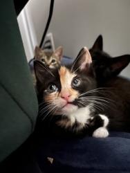 Shelter Stray Female Cat last seen Near Buford Hwy, Doraville 30340, 30340, GA, 3280 Chamblee Dunwoody Rd, Chamblee, GA 30341, USA