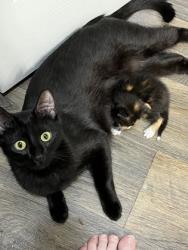 Shelter Stray Female Cat last seen Near Old Front St Bld540,Unit 25, 30083, GA, 3280 Chamblee Dunwoody Rd, Chamblee, GA 30341, USA