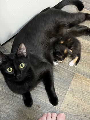 Shelter Stray Female Cat last seen Near Old Front St Bld540,Unit 25, 30083, GA, 3280 Chamblee Dunwoody Rd, Chamblee, GA 30341, USA