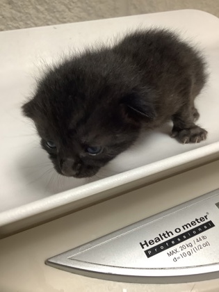 Shelter Stray Male Cat last seen Near westhaven dr, West District, TX, 355 Hillshire Dr, Haslet, TX 76052, USA