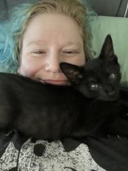 Shelter Stray Male Cat last seen unknown lawrenceville, Other - Out of County, GA, 3280 Chamblee Dunwoody Rd, Chamblee, GA 30341, USA