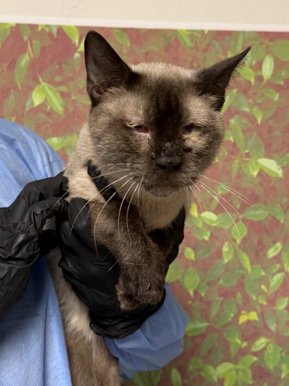 Shelter Stray Male Cat last seen Near Thousand Oaks Dr, Within Coalition, TX, 11300 Nacogdoches Rd, San Antonio, TX 78217, USA
