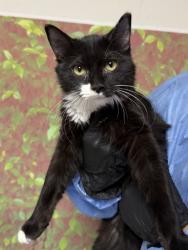 Shelter Stray Male Cat last seen Near Arizona Ave, Within Coalition, TX, 11300 Nacogdoches Rd, San Antonio, TX 78217, USA