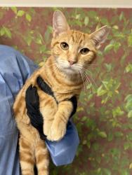 Shelter Stray Male Cat last seen Near Arizona Ave, Within Coalition, TX, 11300 Nacogdoches Rd, San Antonio, TX 78217, USA