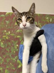 Shelter Stray Female Cat last seen Near Arizona Ave, Within Coalition, TX, 11300 Nacogdoches Rd, San Antonio, TX 78217, USA