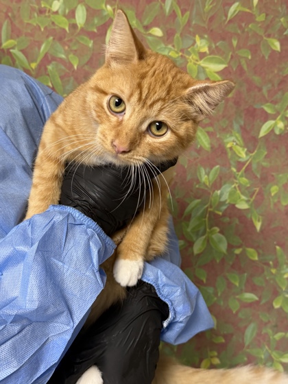 Shelter Stray Male Cat last seen Near Arizona Ave, Within Coalition, TX, 11300 Nacogdoches Rd, San Antonio, TX 78217, USA