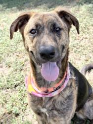 Shelter Stray Female Dog last seen W TORTUGA LP, Lecanto, FL, 4030 S Airport Rd, Inverness, FL 34450, USA