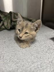 Shelter Stray Female Cat last seen Near John Ave 29626, Anderson County, SC, 1320 US-29, Anderson, SC 29626, USA