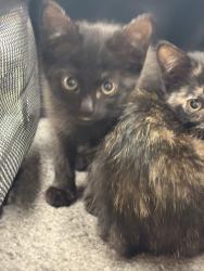 Shelter Stray Female Cat last seen Greenline, Memphis, TN, 935 Farm Rd, Memphis, TN 38134, USA