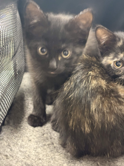 Shelter Stray Female Cat last seen Greenline, Memphis, TN, 935 Farm Rd, Memphis, TN 38134, USA