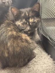 Shelter Stray Female Cat last seen Greenline, Memphis, TN, 935 Farm Rd, Memphis, TN 38134, USA