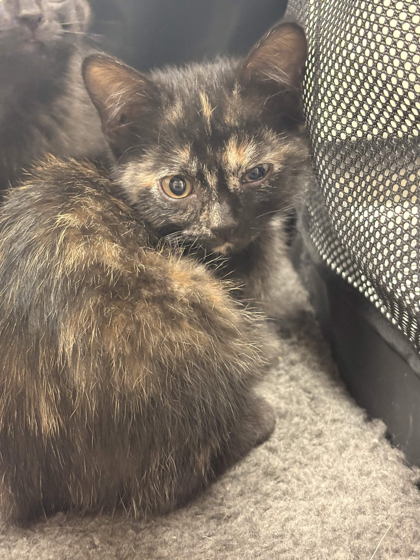 Shelter Stray Female Cat last seen Greenline, Memphis, TN, 935 Farm Rd, Memphis, TN 38134, USA