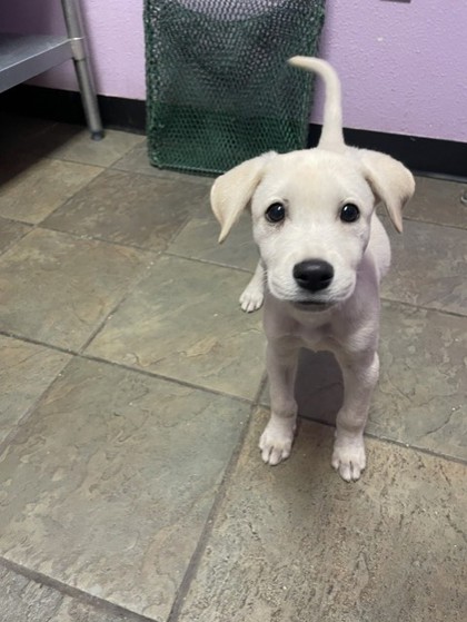Shelter Stray Female Dog last seen Near TRAWOOD DR, CITY of El Paso, TX, 5001 Fred Wilson Ave, El Paso, TX 79906, USA