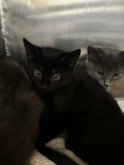 Shelter Stray Female Cat last seen Near Luis Robles Ln, CITY of El Paso, TX, 5001 Fred Wilson Ave, El Paso, TX 79906, USA