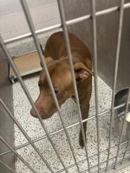 Shelter Stray Male Dog last seen Near Compton Dr, Atlanta, GA, 1251 Fulton Industrial Blvd NW, Atlanta, GA 30336, USA