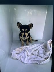 Shelter Stray Male Dog last seen Near HARBIN RD SW, Atlanta, GA, 1251 Fulton Industrial Blvd NW, Atlanta, GA 30336, USA