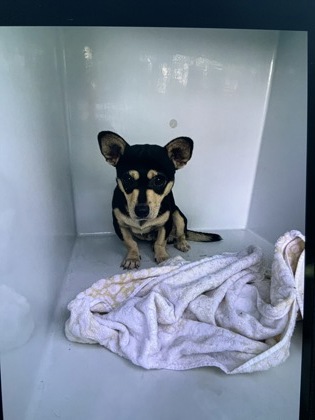 Shelter Stray Male Dog last seen Near HARBIN RD SW, Atlanta, GA, 1251 Fulton Industrial Blvd NW, Atlanta, GA 30336, USA
