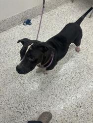 Shelter Stray Female Dog last seen Near Carlise ST, Atlanta, GA, 1251 Fulton Industrial Blvd NW, Atlanta, GA 30336, USA