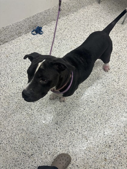 Shelter Stray Female Dog last seen Near Carlise ST, Atlanta, GA, 1251 Fulton Industrial Blvd NW, Atlanta, GA 30336, USA
