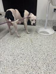 Shelter Stray Female Dog last seen Near Camellia Dr, Fairburn, GA, 1251 Fulton Industrial Blvd NW, Atlanta, GA 30336, USA