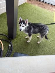 Shelter Stray Male Dog last seen Near Howell Mill Rd NW, Atlanta, GA, 1251 Fulton Industrial Blvd NW, Atlanta, GA 30336, USA