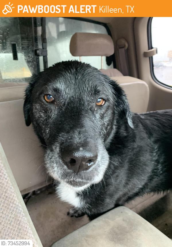 Found/Stray Unknown Dog last seen Home Depot, Killeen, TX 76541