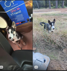 Found/Stray Female Dog last seen Not sure, Dallas, TX 75201