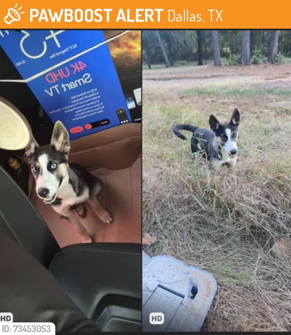 Found/Stray Female Dog last seen Not sure, Dallas, TX 75201