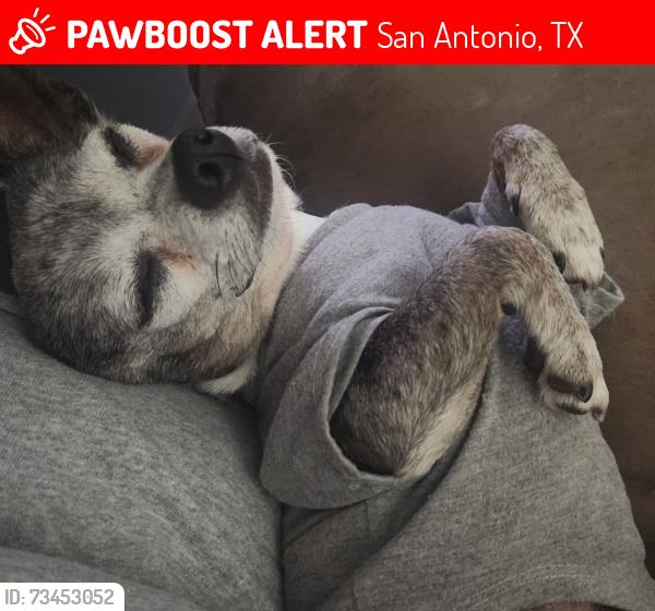 Lost Male Dog last seen Ida creek subdivision, San Antonio, TX 78222