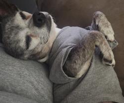 Lost Male Dog last seen Ida creek subdivision, San Antonio, TX 78222