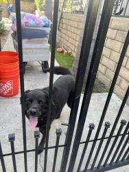 Reunited Female Dog last seen Rivera and Oleander, Chula Vista, CA 91911